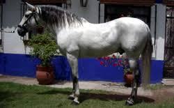caballo azteca caracteristicas