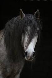 rostro de caballo arabe