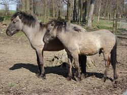 Dos caballos Heck en el zoológico de Stadt Haag, Austria