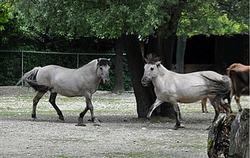 Heck caballos en el zoológico de Hellabrunn con menos influencia del Konik