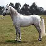 caballo Lipizzano