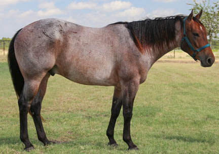 Quarter horse colores