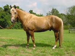 caballo dorado animal